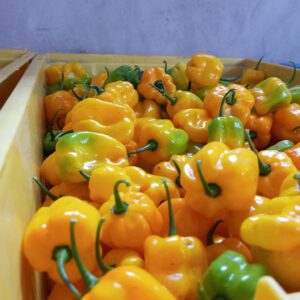 Scotch-bonnet-pepper-yellow