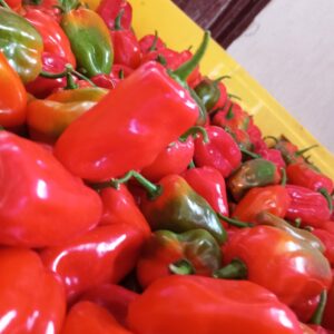 Habanero Pepper
