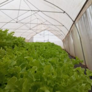 Leaf luttuce