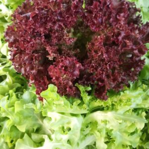 Oak Leaf Lettuce