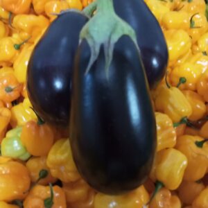 Aubergine