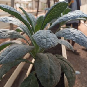 Black kale