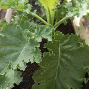 Kale