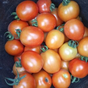 Tomatoes