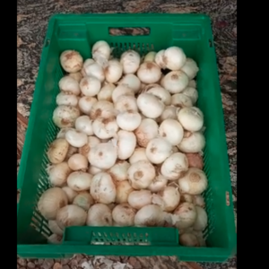 onion
